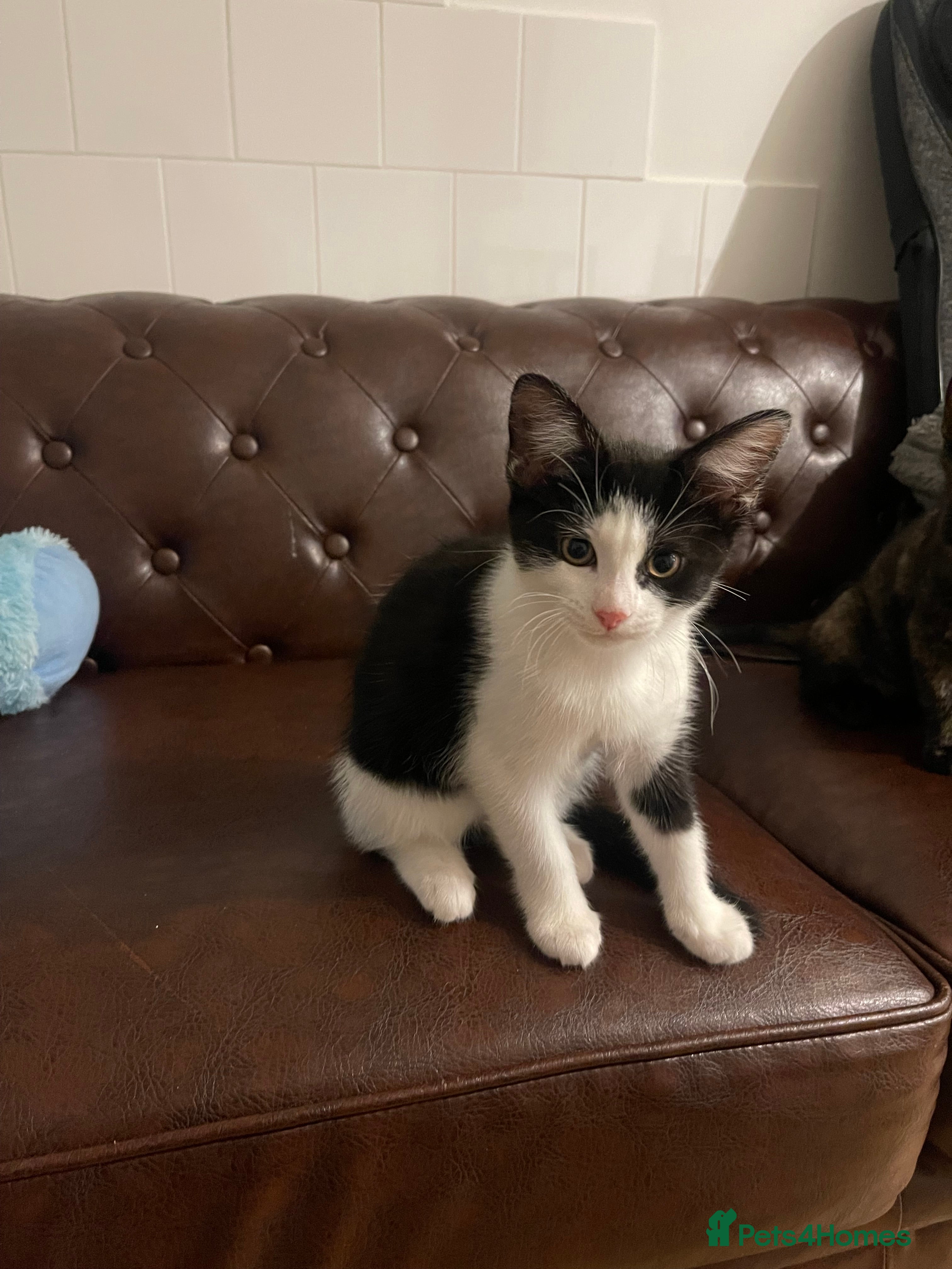Mixed Breed cats 4 little kittens to sale  - Advert 13