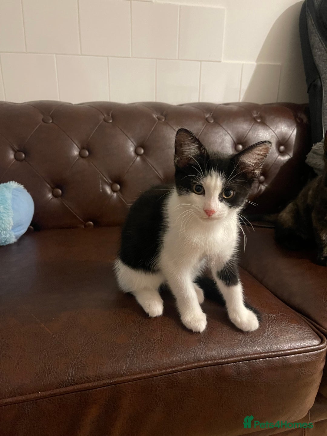 Mixed Breed cats for sale: 4 little kittens to sale  - Advert 1