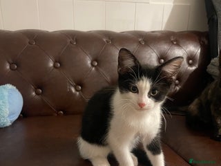 Mixed Breed cats 4 little kittens to sale - Advert 1