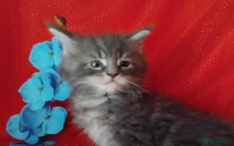Maine Coon cats for sale: GCCF Registered Pure Maine Coon Kittens For Sale  - Image 8