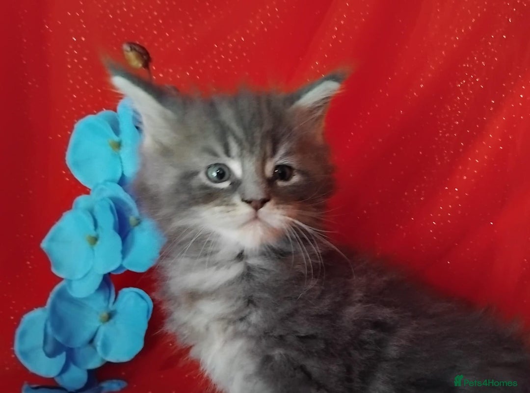 Maine Coon cats for sale: GCCF Registered Pure Maine Coon Kittens For Sale  - Image 8