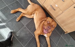 Dogue De Bordeaux dogs for stud: Dogue de bordeaux for stud - Image 2