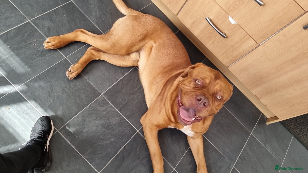 Dogue De Bordeaux dogs for stud: Dogue de bordeaux for stud - Image 2