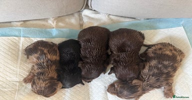 Miniature Dachshund dogs in Hook - Advert 5
