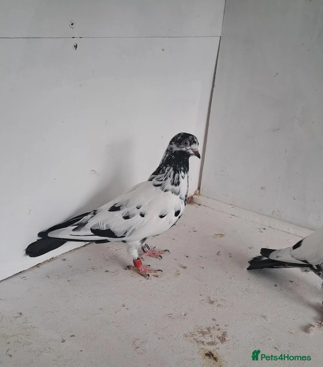 Pigeons birds for sale: Tipplers for sale  - Advert 3
