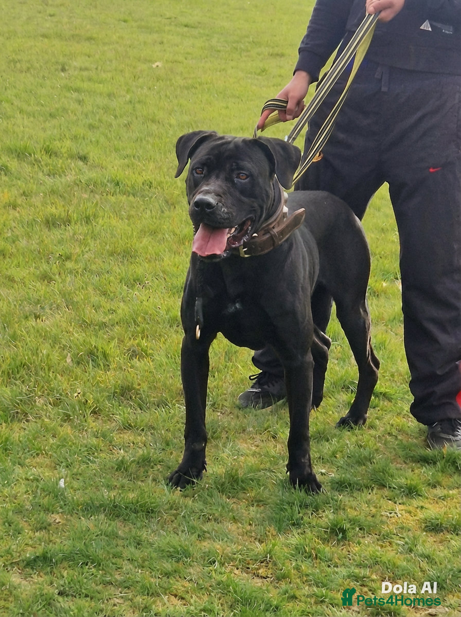 Presa Canario dogs Presa canario male 4 years old - Advert 1