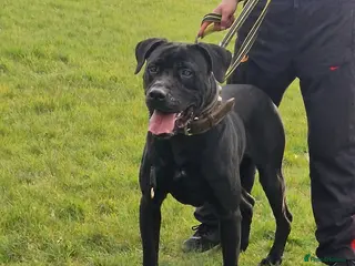 Presa Canario dogs Presa canario male 4 years old - Advert 1