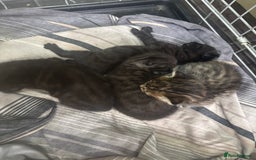 Mixed Breed cats for sale: Mixed breed kittens - Image 1