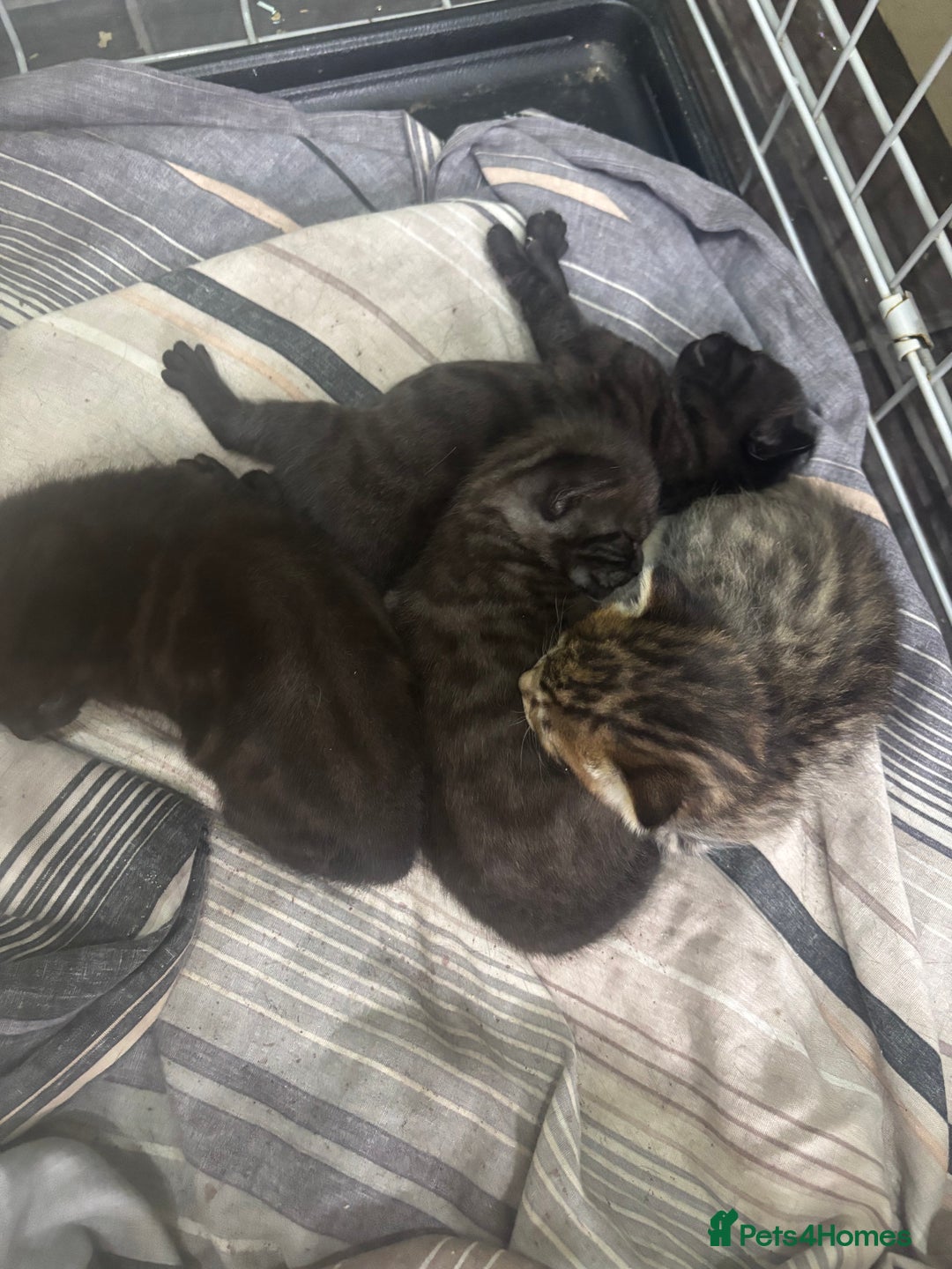Mixed Breed cats for sale: Mixed breed kittens - Image 1