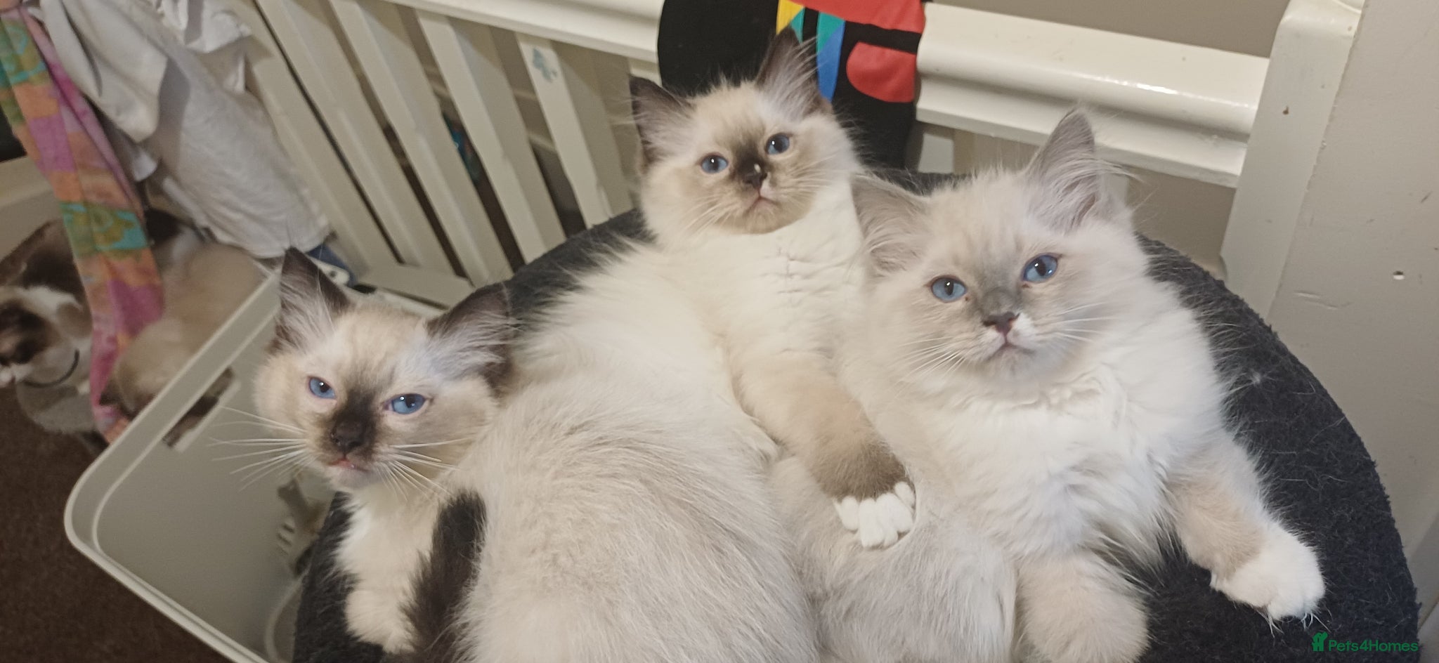 Ragdoll cats Beautiful Ragdoll kittens  - Advert 4