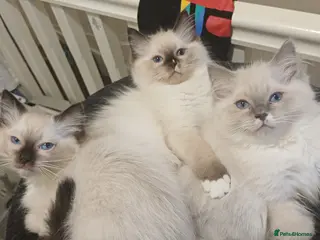 Ragdoll cats Beautiful Ragdoll kittens - Advert 4