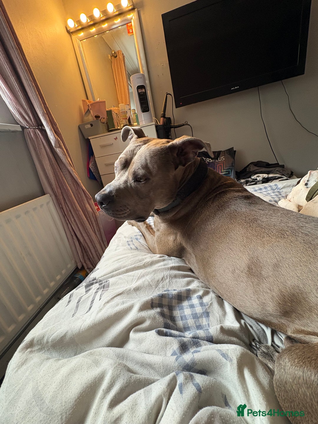Mixed Breed dogs for sale: American staff terrier  - Image 2