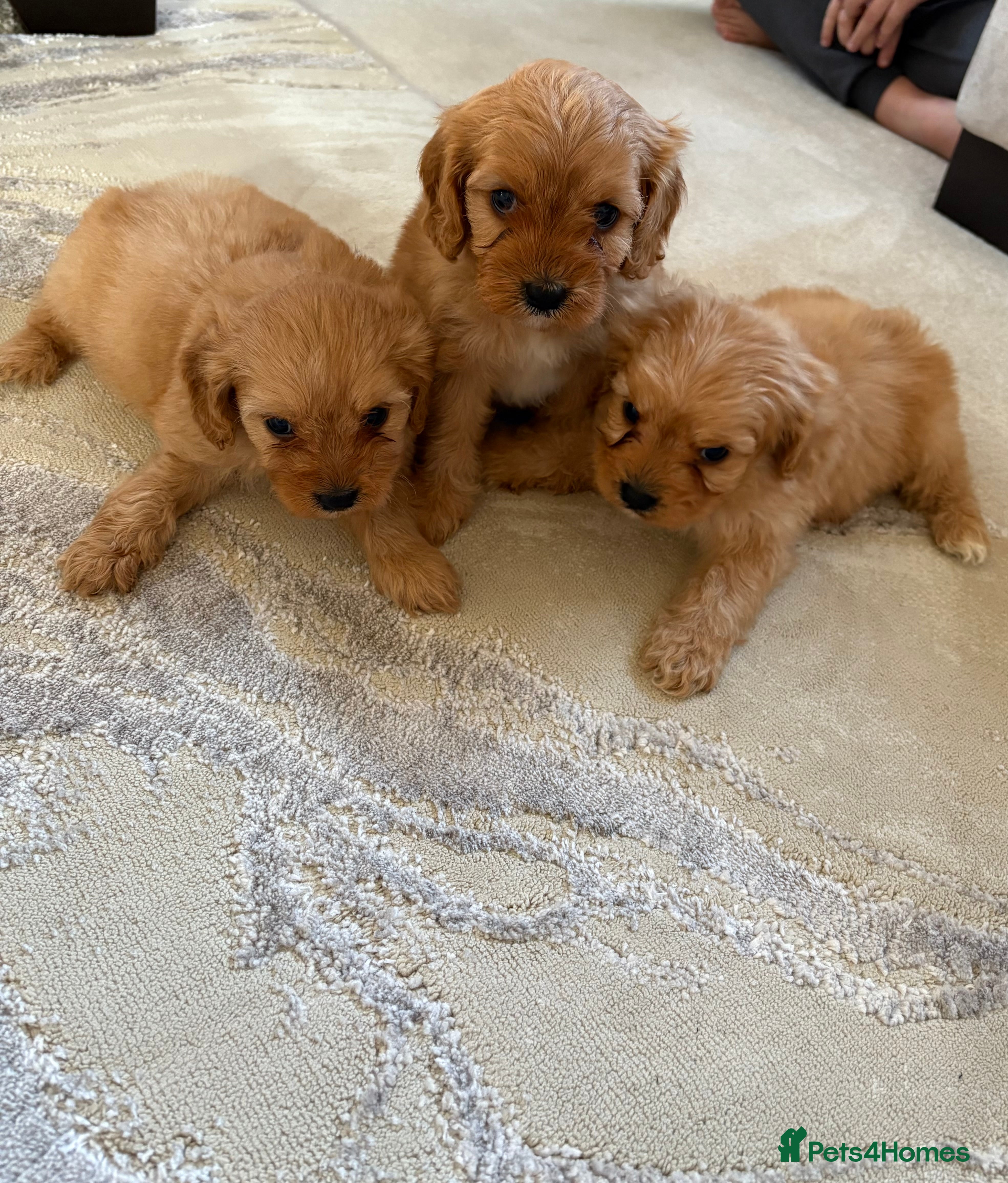 Cavapoo dogs F1 CAVAPOO PUPPIES 🐶  - Advert 8