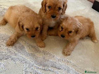 Cavapoo dogs F1 CAVAPOO PUPPIES 🐶 - Advert 10