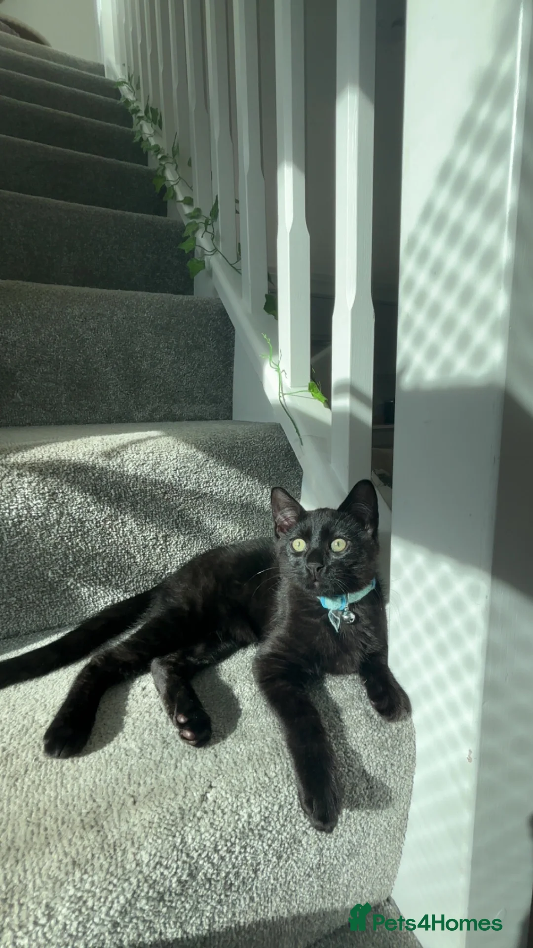 Bengal cats for sale: Young Black bengal  in Bristol - Advert 2