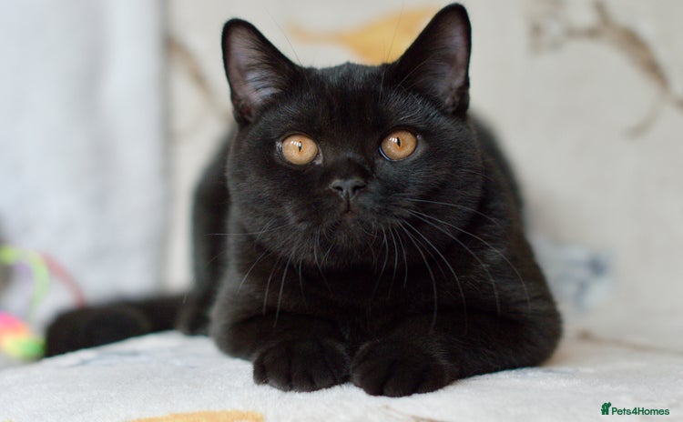 British Shorthair cats in High Wycombe - Advert 3