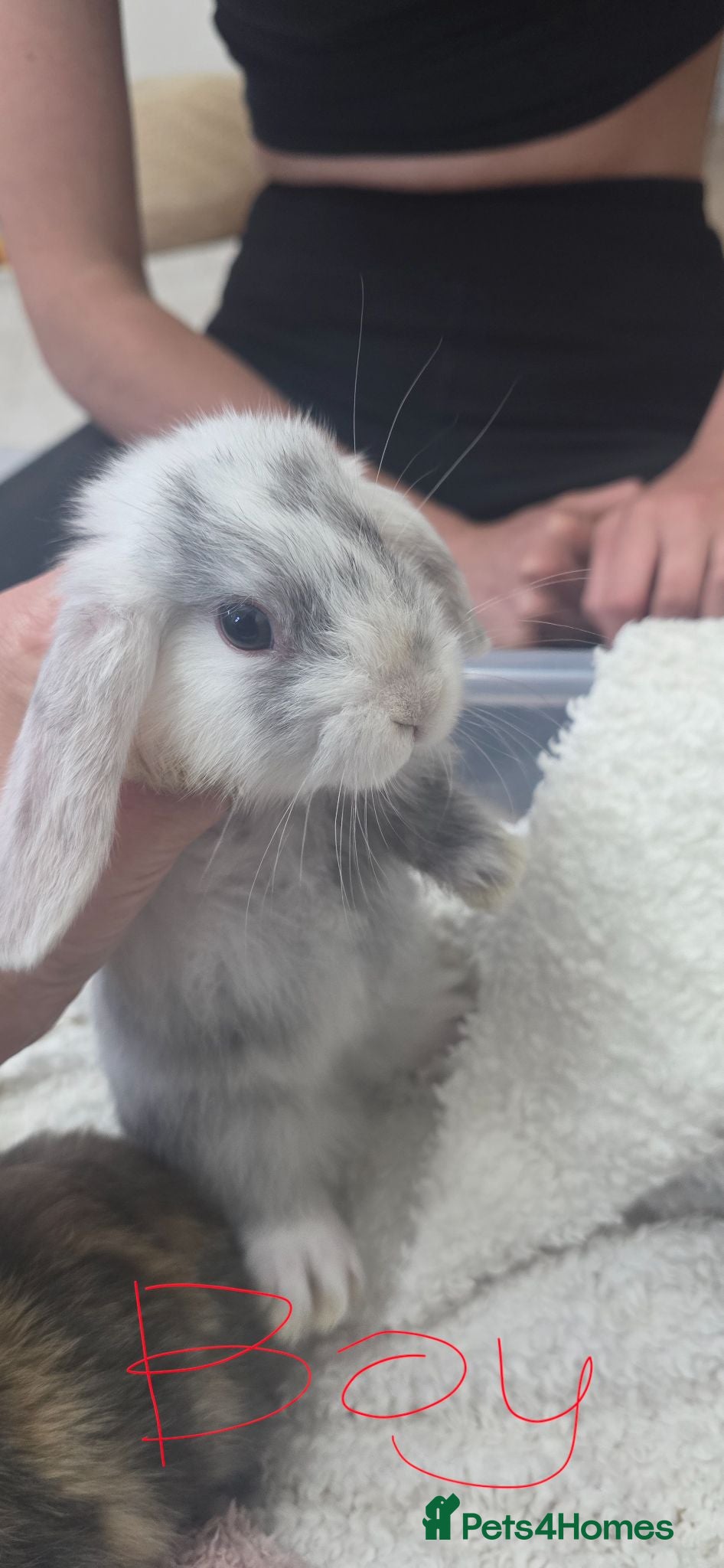 Mini Lop rabbits Stunning Mini lop Bunnies  - Advert 1