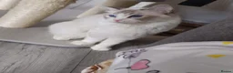 Ragdoll cats for sale: Gorgeous Ragdoll Pair – GCCF - Advert 10