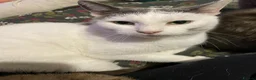 Mixed Breed cats for sale: Meet Zulu in Newport - Advert 4
