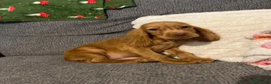 Cocker Spaniel 3