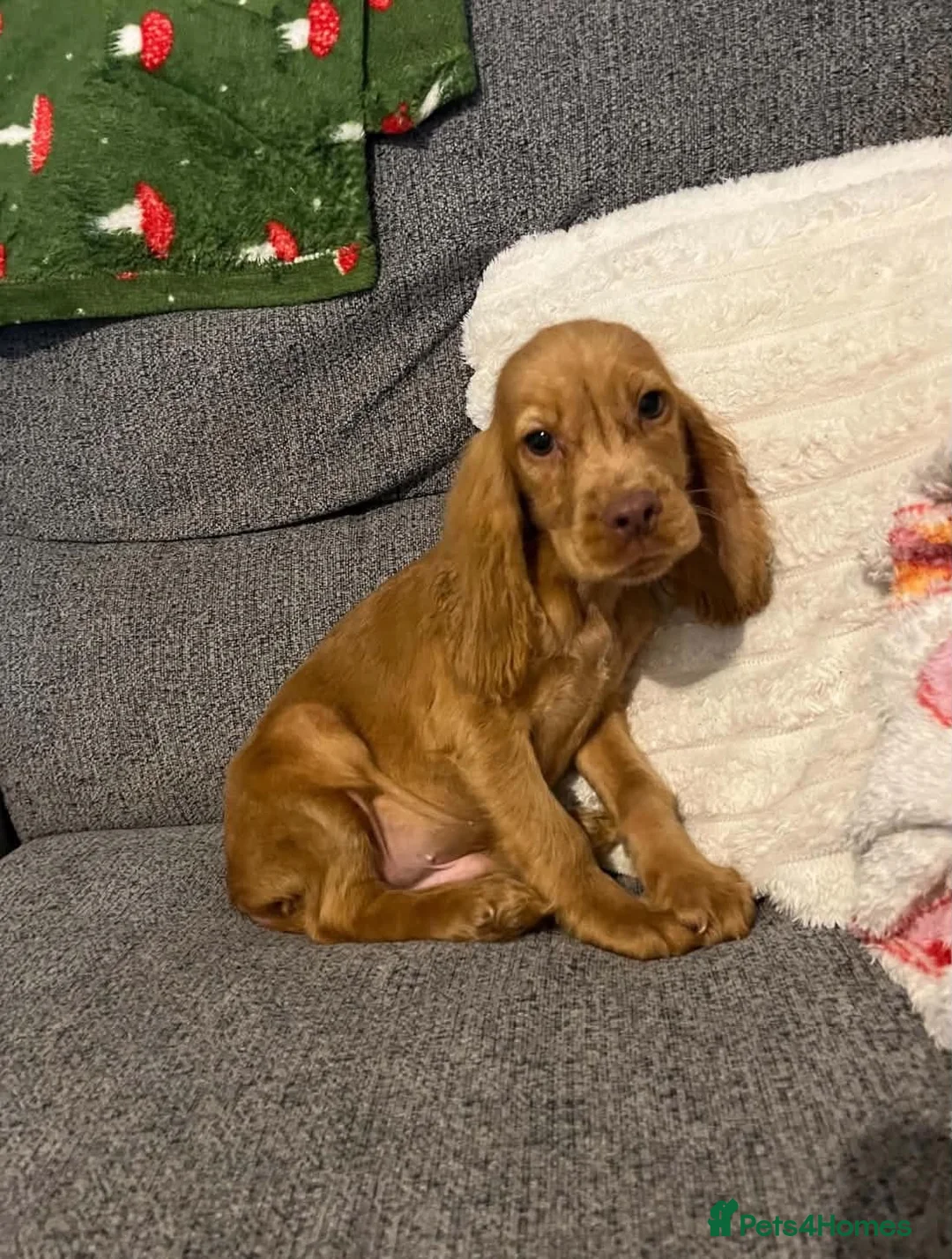 Cocker Spaniel dogs for sale: Beautiful Cockerspaniel puppies - Advert 7