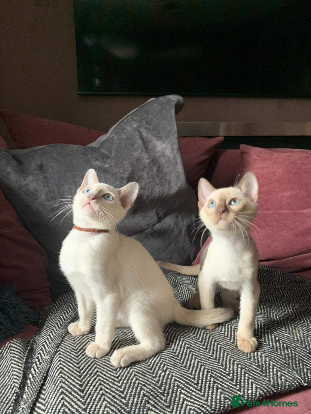 Siamese cats for sale:  First Generation Pedigree Tonkinese Kittens  - Image 5