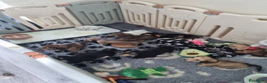 Miniature Dachshund Puppy 3