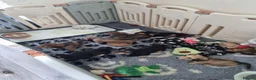 Miniature Dachshund dogs for sale: 🌟KC reg.Miniature LH Dachshund Puppies 🌟  - Advert 36