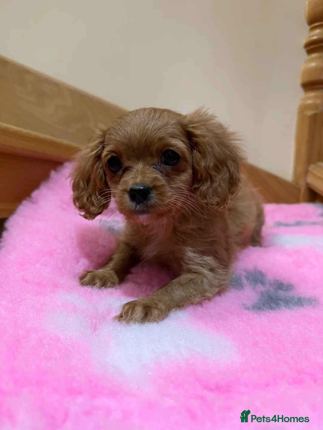 Cavapoochon dogs for sale: Cavapoochon - Advert 20