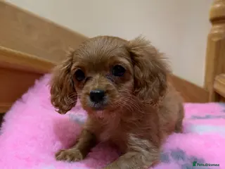 Cavapoochon dogs Cavapoochon - Advert 1