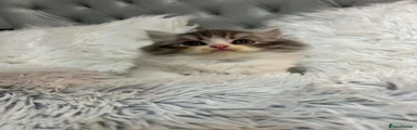 Persian 3