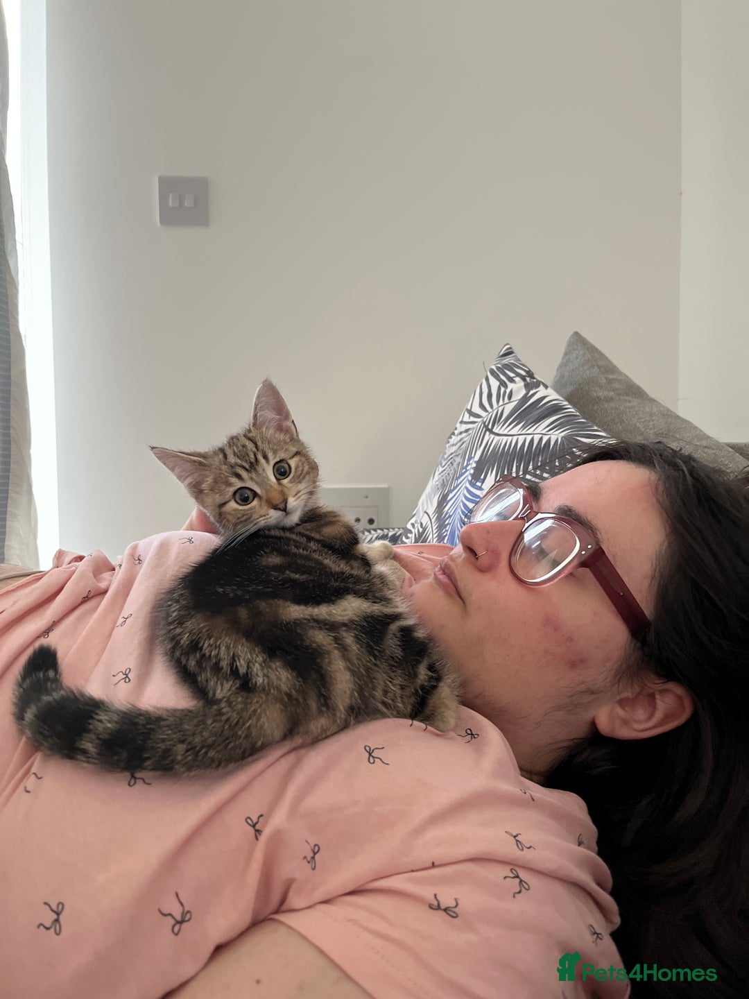 Mixed Breed cats for sale: Two beautiful brothers needing a forever home  - Image 9