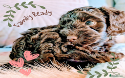 Cockapoo dogs for sale: 5 males, 7 week old Cockerpoo for sale  - Image 15