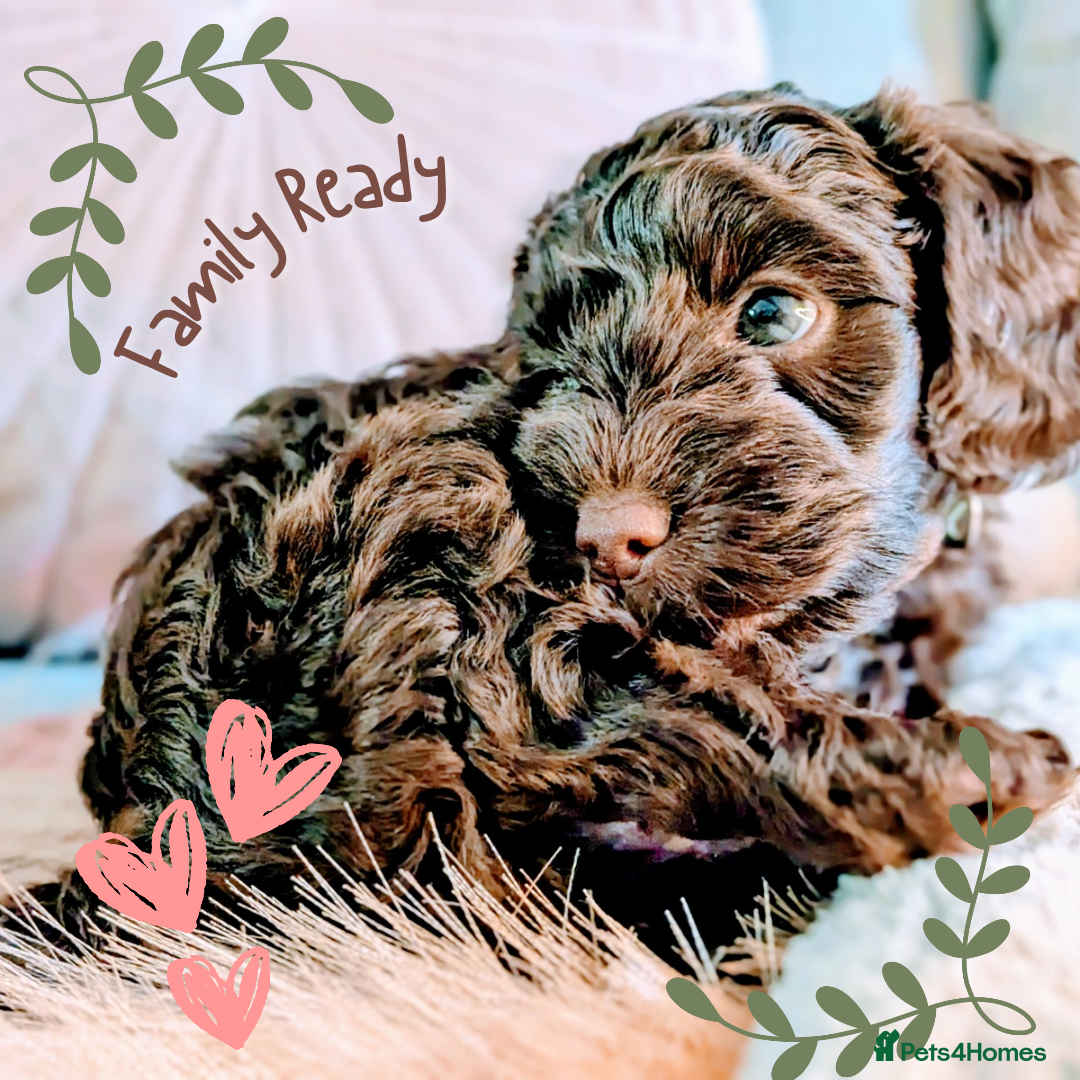 Cockapoo dogs for sale: 5 males, 7 week old Cockerpoo for sale  - Image 15