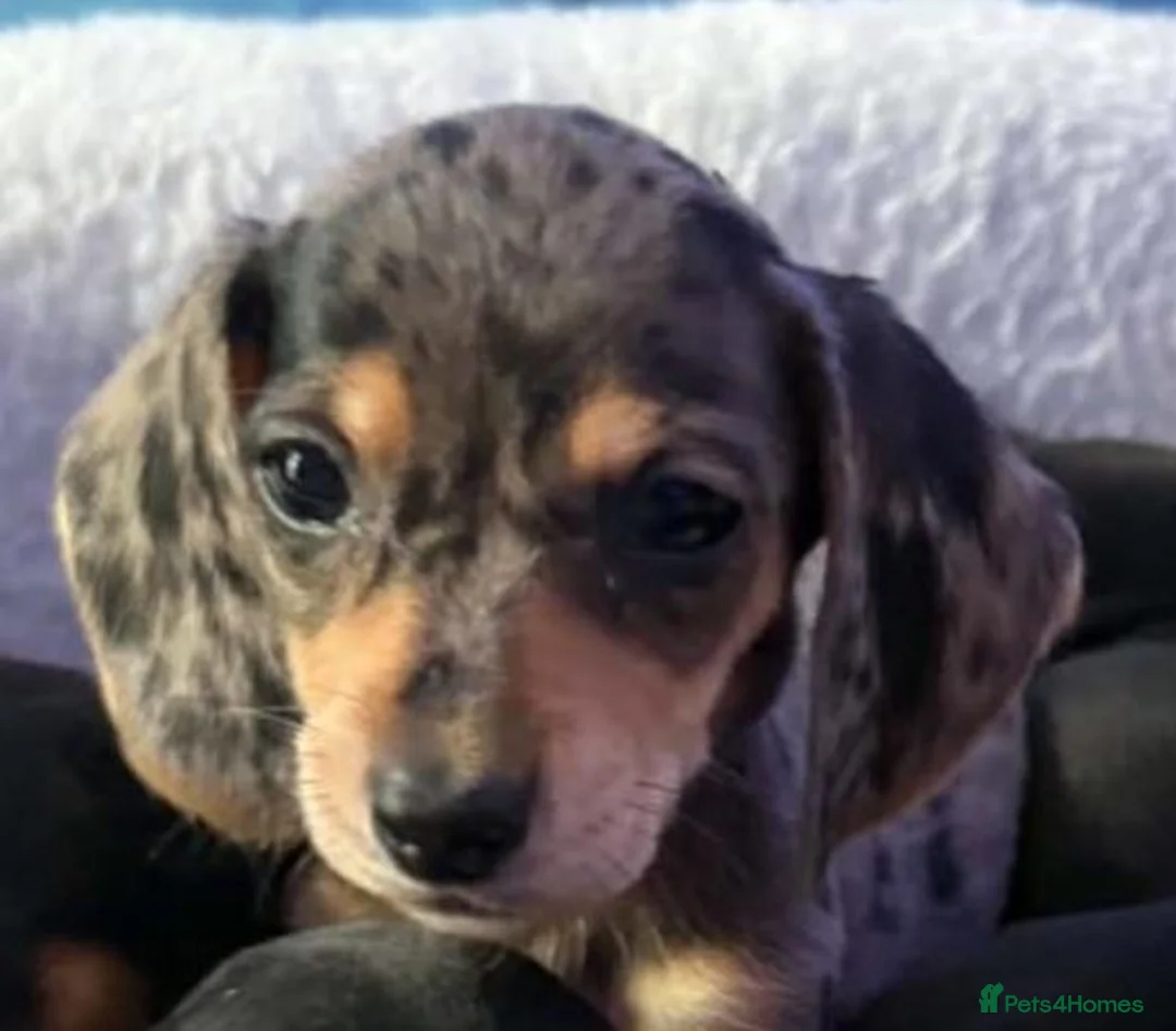 Dachshund dogs for sale: Beautiful black and cream puppies available  - Advert 1