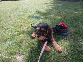 Schnoodle dogs Miniature schnoodle - Advert 13