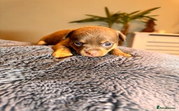 Mixed Breed dogs for sale: Miniature JackChi Puppy’s for sale.  - Image 13