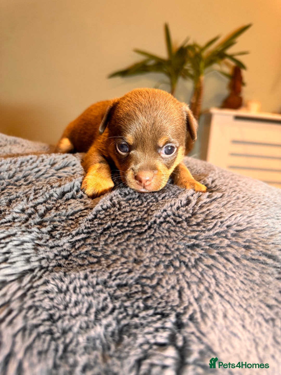 Mixed Breed dogs for sale: Miniature JackChi Puppy’s for sale.  - Image 13