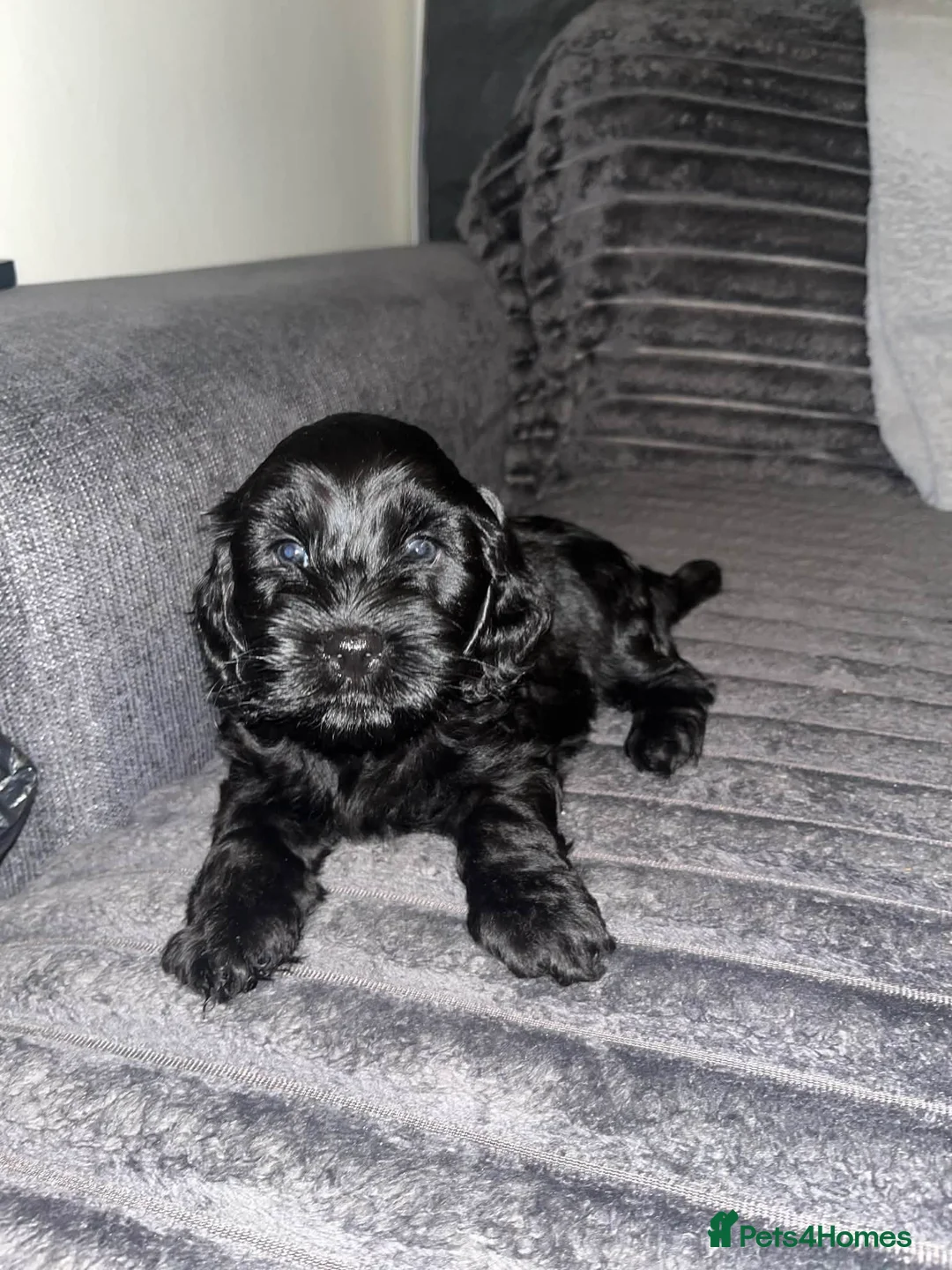 Cockapoo dogs for sale: *1 GIRL LEFT* Beautiful miniature cockapoo pups  - Advert 2