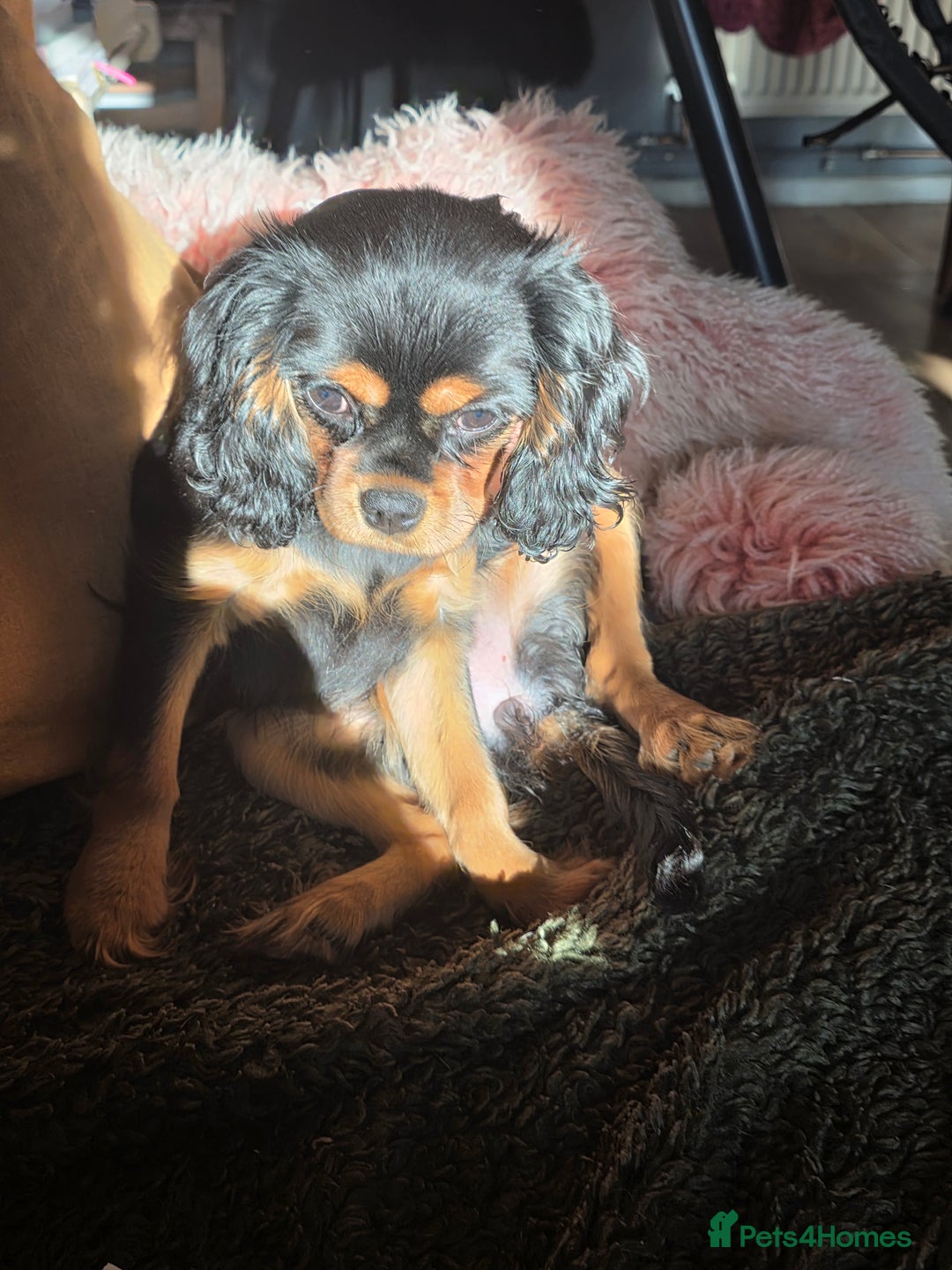 Cavalier King Charles Spaniel dogs for sale: KC reg cavalier king charles puppy - Advert 10