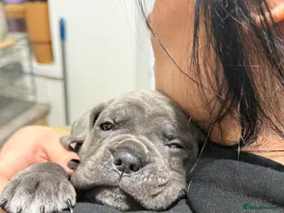 Cane Corso dogs Cane corso - Advert 2