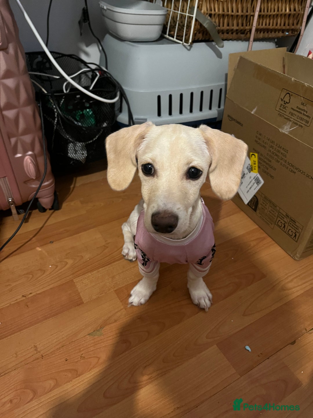 Mixed Breed dogs for sale: Miniature Jackweenie Puppy For Sale  - Image 5
