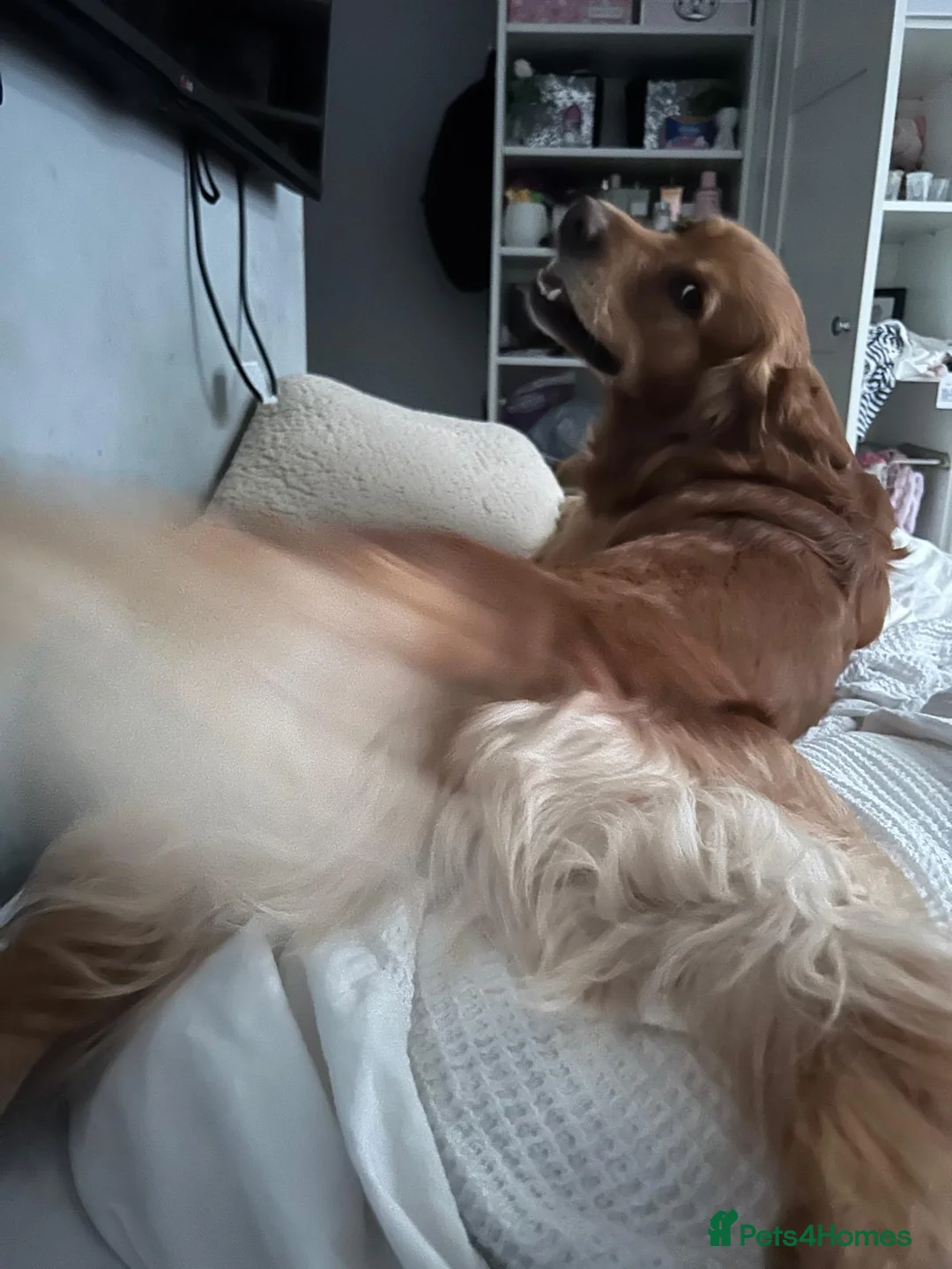 Golden Retriever dogs for stud: Beautiful Pure Golden Retriever FOR STUD - Advert 8