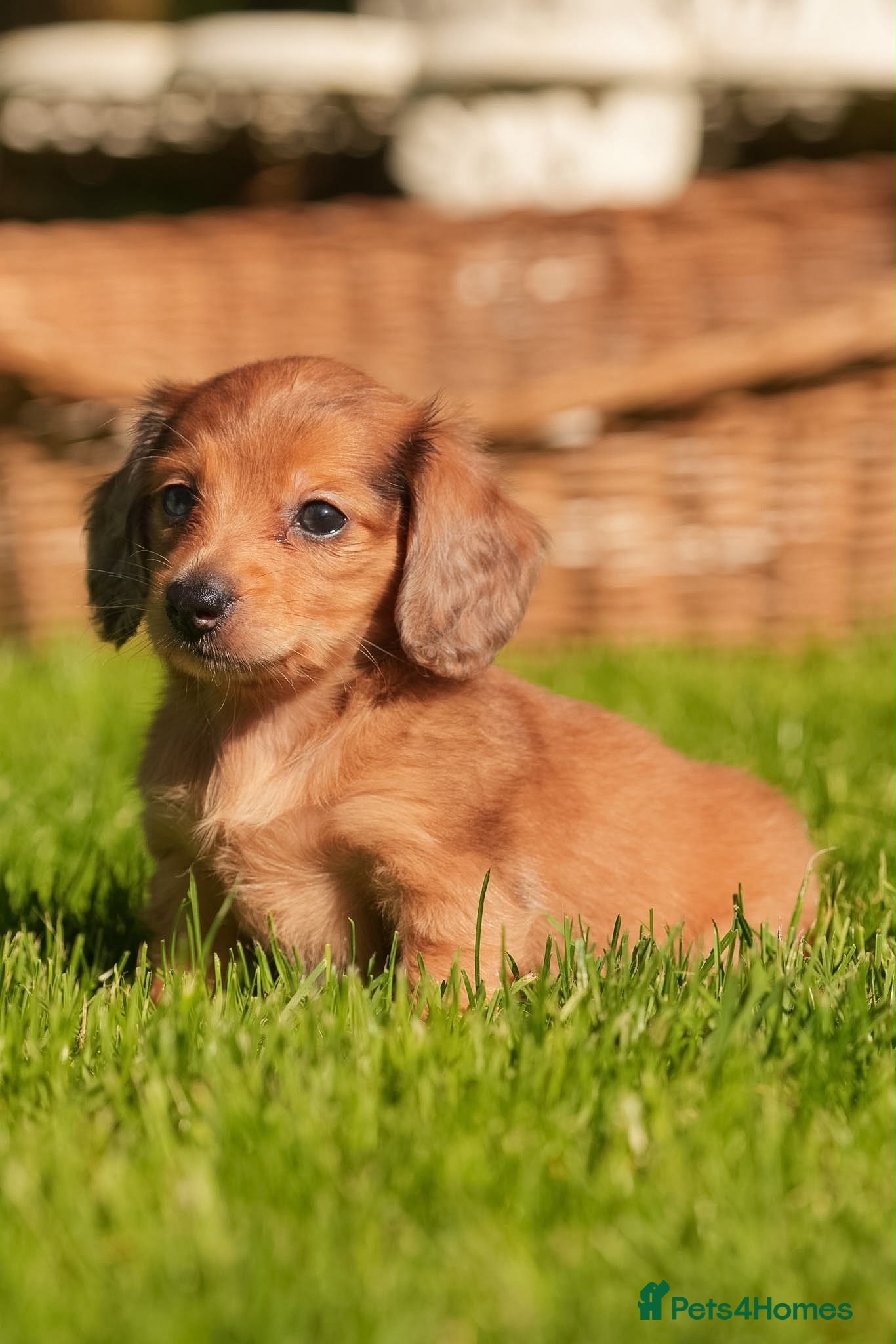 Miniature Dachshund dogs KC registered long haired miniature dachshunds  - Advert 2
