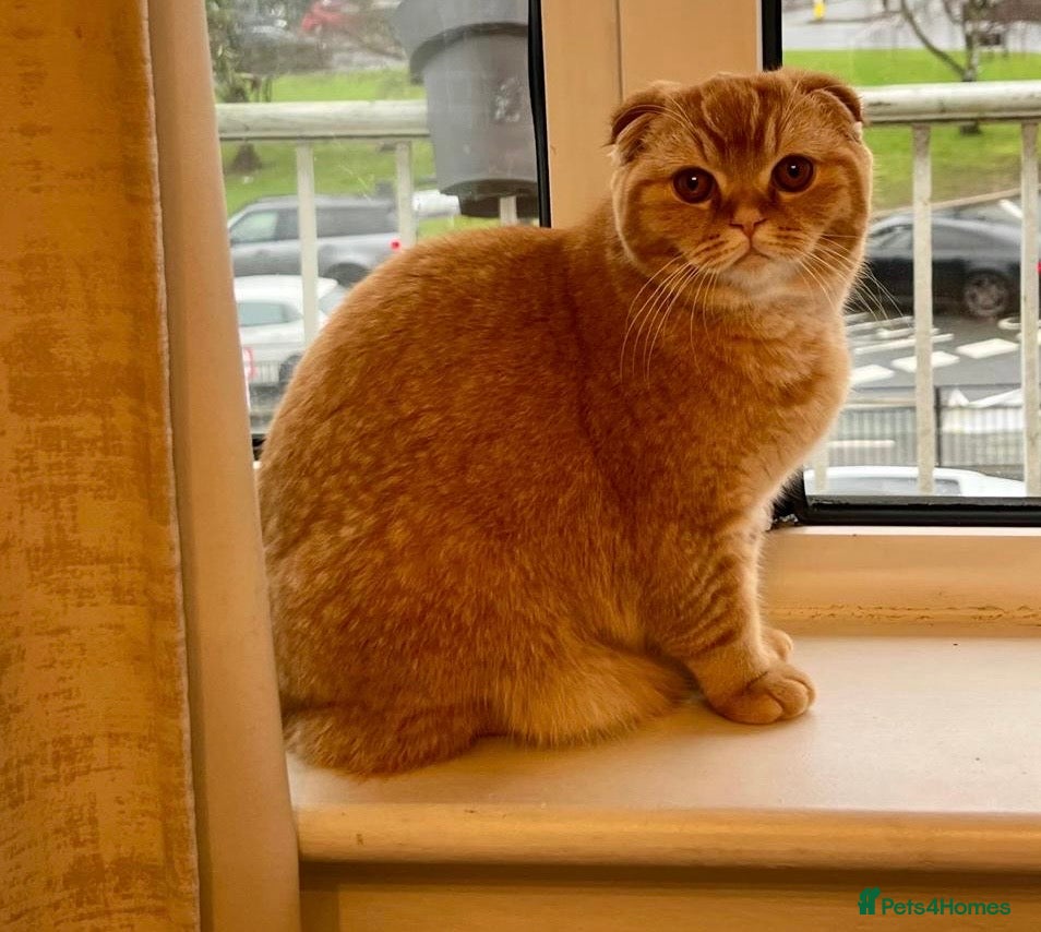 Scottish Fold cats Scottish Fold Female for Sale – Ginger Color - Advert 17