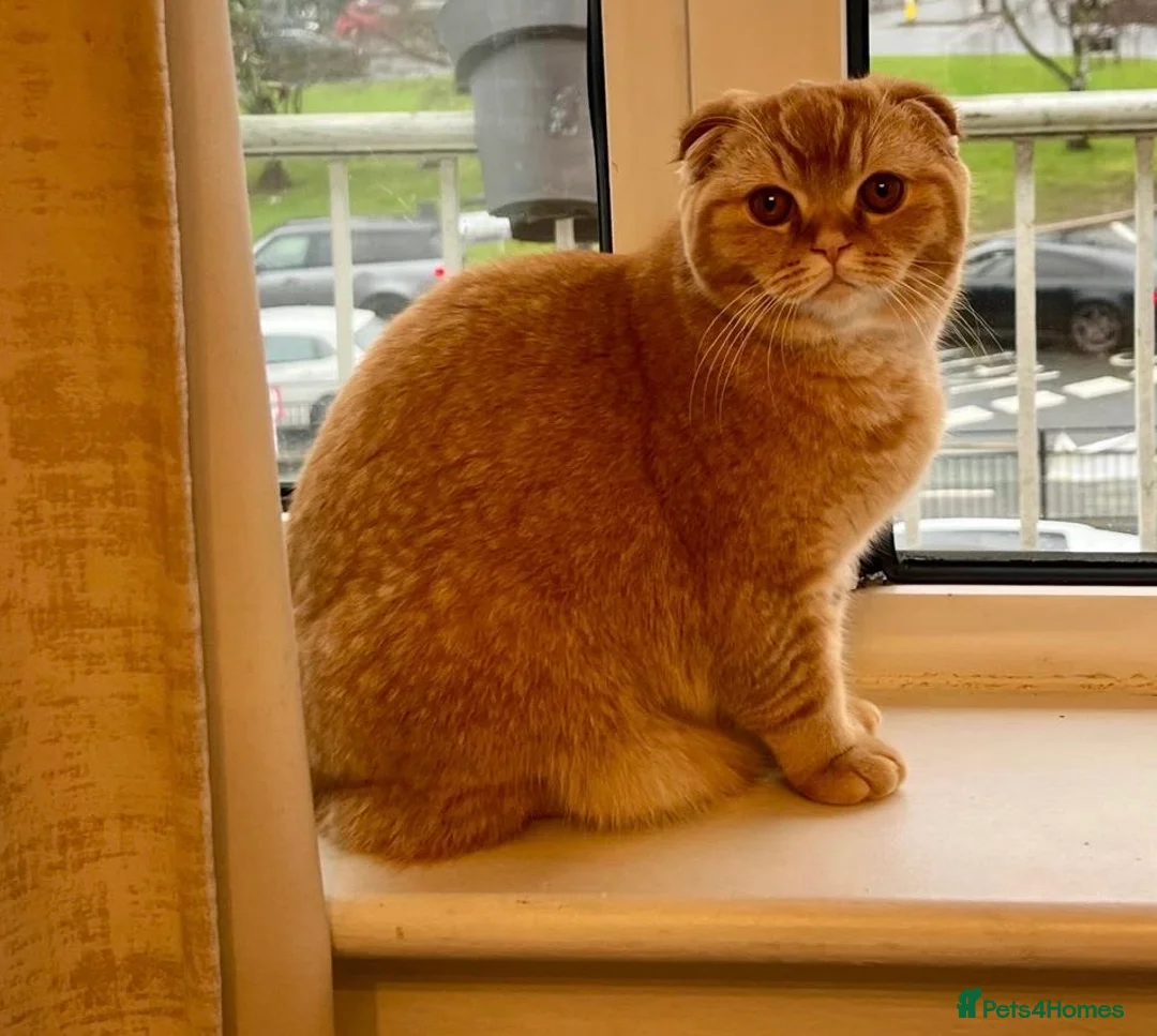 Scottish Fold cats for sale: Scottish Fold Female for Sale – Ginger Color - Advert 1