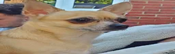 Chihuahua dogs for sale: Beautiful Pixie Chihuahua in Basingstoke - Advert 3