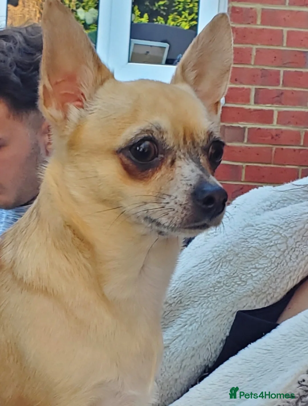 Chihuahua dogs for sale: Beautiful Pixie Chihuahua in Basingstoke - Advert 3