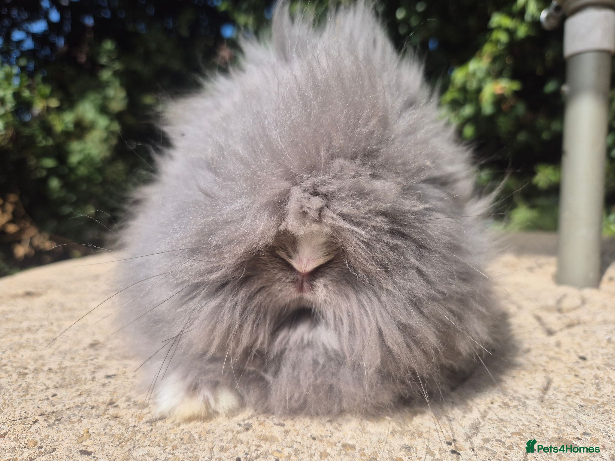 Angora rabbits ❤️STUNNING TEDDYDWERG BABIES- IMPORTED PARENTS ❤️ - Advert 2