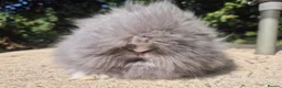 Angora rabbits for sale: ❤️STUNNING TEDDYDWERG BABIES- IMPORTED PARENTS ❤️ - Advert 6